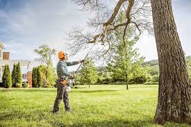 Best Root Management and Removal  in Harleigh, PA