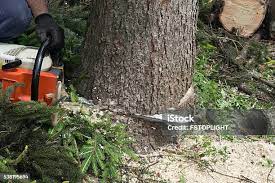 Best Lawn Pest Prevention  in Harleigh, PA