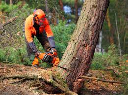 Best Arborist Consultation Services  in Harleigh, PA