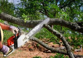 Best Commercial Tree Services  in Harleigh, PA