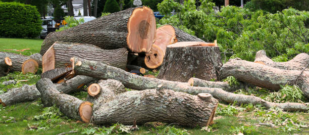 Best Firewood Processing and Delivery  in Harleigh, PA