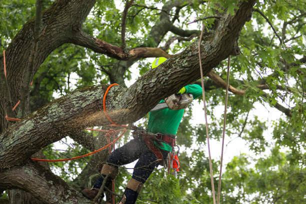 Best Storm Damage Tree Cleanup  in Harleigh, PA