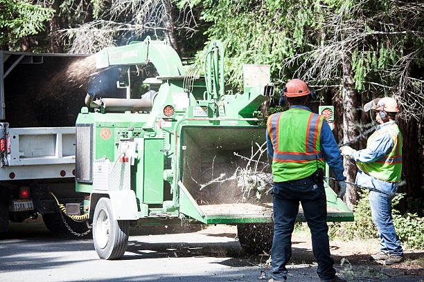 Best Storm Damage Tree Cleanup  in Harleigh, PA