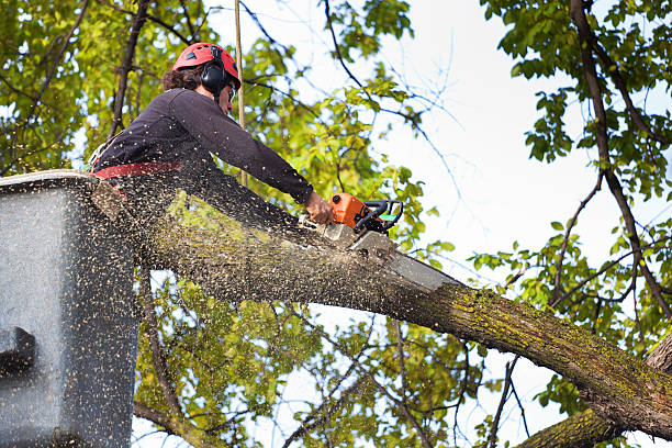 Best Tree Health Inspection  in Harleigh, PA