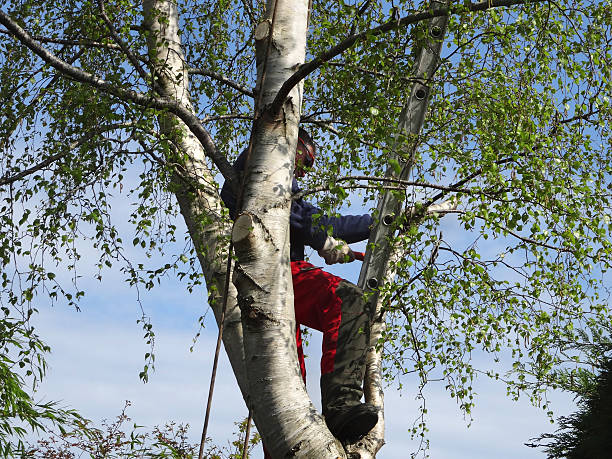 Best Tree and Shrub Care  in Harleigh, PA