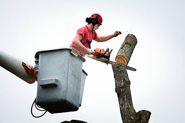 Best Tree Trimming and Pruning  in Harleigh, PA