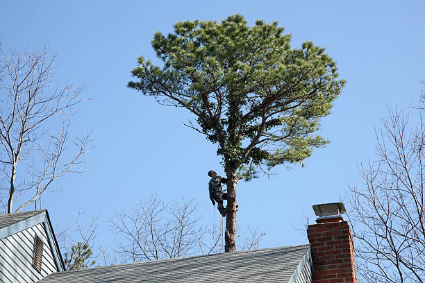 Best Tree Preservation Services  in Harleigh, PA