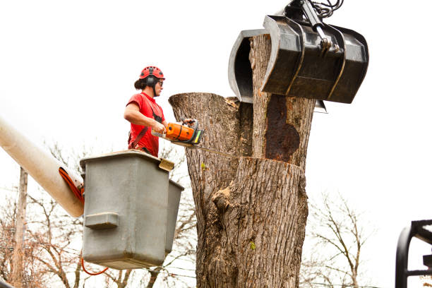 Best Seasonal Cleanup (Spring/Fall)  in Harleigh, PA