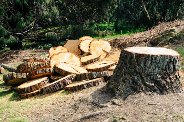 Mulching Services in Harleigh, PA